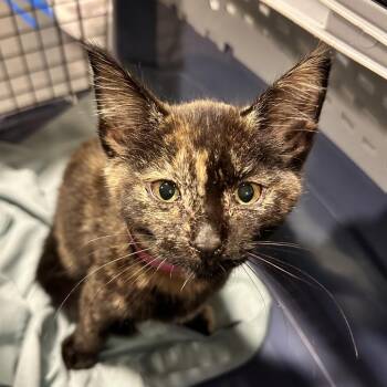 Blair -  Domestic Short Hair Cat for Adoption in Chattanooga, Tennessee - Blair | PetCurious
