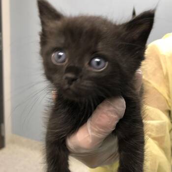 Wednesday -  Domestic Short Hair Cat for Adoption in Oak Park, Illinois - Wednesday | PetCurious