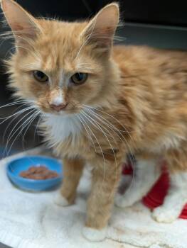 Wirt - At shelter -  Domestic Medium Hair Cat for Adoption in Rustburg, Virginia - Wirt - At Shelter | PetCurious
