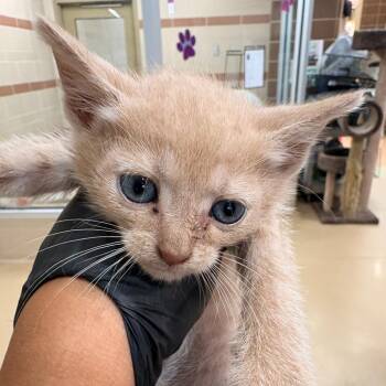 Hulk -  Domestic Short Hair Cat for Adoption in Winston-salem, North Carolina - Hulk | PetCurious
