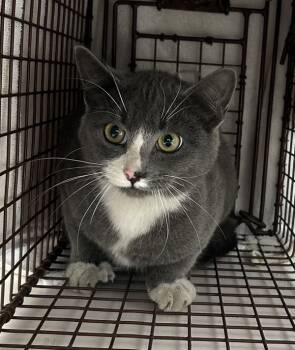 Rescue Domestic Short Hair Cats for Adoption in Troutdale, Oregon - River (mcas) | PetCurious