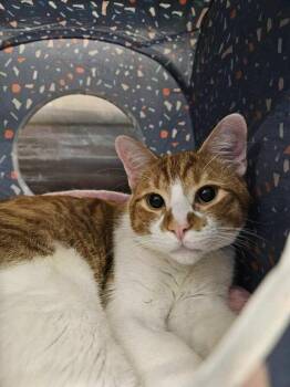 Domestic Short Hair Cats Available for Adoption in Covington, Louisiana - Mango | PetCurious