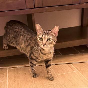 Shirley -  Domestic Short Hair Cat for Adoption in San Antonio, Texas - Shirley | PetCurious