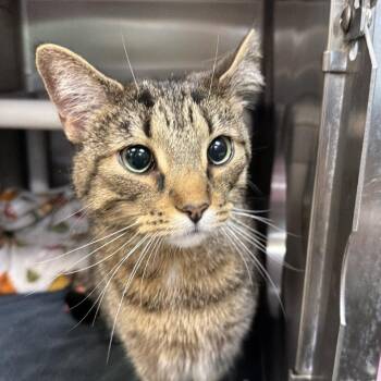 Portia -  Domestic Short Hair Cat for Adoption in Indianapolis, Indiana - Portia | PetCurious