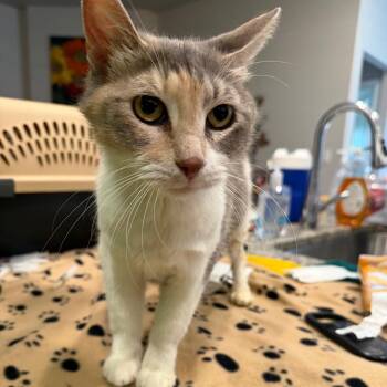 June Bug -  Domestic Short Hair Cat for Adoption in Midland, Texas - June Bug | PetCurious