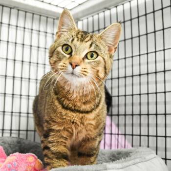 Domestic Short Hair Cats Available for Adoption - Cupid | PetCurious