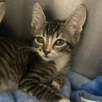 Cove -  Domestic Short Hair Cat for Adoption in Clearwater, Florida - Cove | PetCurious
