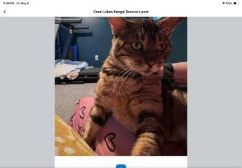 Bridgerton  -IN -  Bengal Cat Available for Adoption in Goose Creek, Kentucky - Bridgerton  -IN | PetCurious