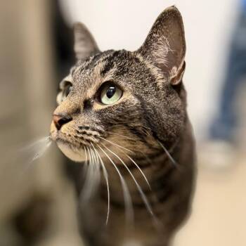 Blanche -  Domestic Short Hair and Mixed Breed Cat for Adoption in Pittsford, Vermont - Blanche | PetCurious