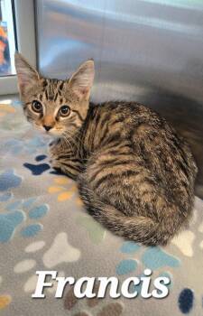 Francis -  Domestic Short Hair Cat for Adoption in Sidney, Ohio - Francis | PetCurious