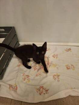 Fortuna Ha. -  Domestic Short Hair Cat for Adoption in West Peoria, Illinois - Fortuna Ha. | PetCurious