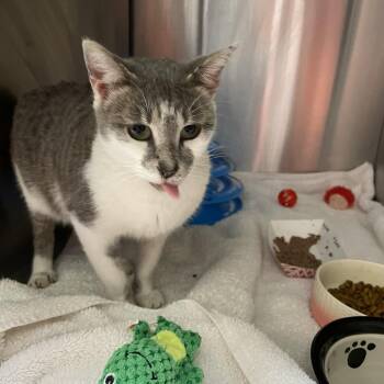 Domestic Short Hair Cats Available for Adoption - Icicle | PetCurious