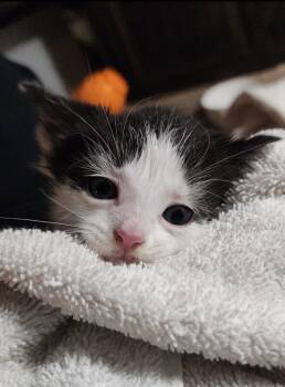 Square -  Domestic Short Hair Cat for Adoption in Grand Rapids, Michigan - Square | PetCurious
