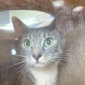 Chevelle -  Domestic Short Hair Cat for Adoption in Asheville, North Carolina - Chevelle | PetCurious