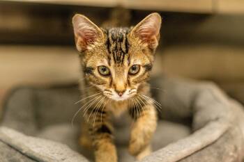 Amaris -  Domestic Short Hair Cat for Adoption in Hilton Head Island, South Carolina - Amaris | PetCurious