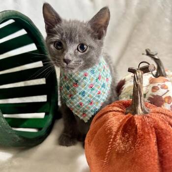 Jolene -  Russian Blue and Extra Toes Cat Hemingway Polydactyl Cat for Adoption in Coral Gables, Florida - Jolene | PetCurious