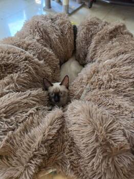 GeeGee 9823 -  Domestic Short Hair and Siamese Cat for Adoption in Dallas, Texas - GeeGee 9823 | PetCurious