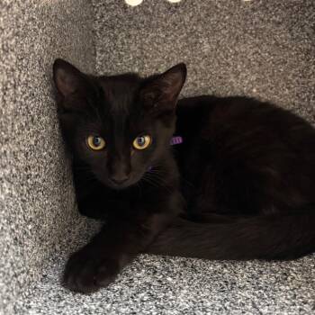 Sora Moon -  Domestic Short Hair Cat for Adoption in Reno, Nevada - Sora Moon | PetCurious