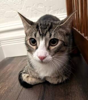 Tabby Cats Available for Adoption - Little John - Becky’s Litter | PetCurious