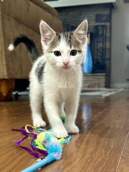 Domestic Short Hair Cats Available for Adoption in Fremont, California - FRANK - Bonded With Ash | PetCurious