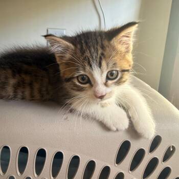 Cashew -  Domestic Short Hair Cat Available for Adoption in Chattanooga, Tennessee - Cashew | PetCurious