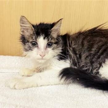 Scottie -  Domestic Long Hair Cat for Adoption in Brentwood, Missouri - Scottie | PetCurious