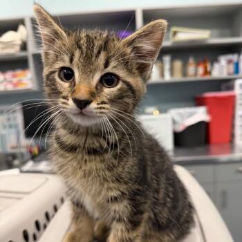 Domestic Short Hair Cats Available for Adoption in Greensboro, North Carolina - Yen | PetCurious