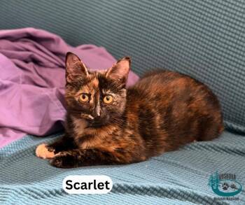 Scarlet -  Tortoiseshell Cat for Adoption in Huntsville, Ontario - Scarlet | PetCurious