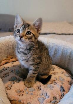 Domestic Short Hair Cats Available for Adoption in Fullerton, Pennsylvania - Crumpet | PetCurious