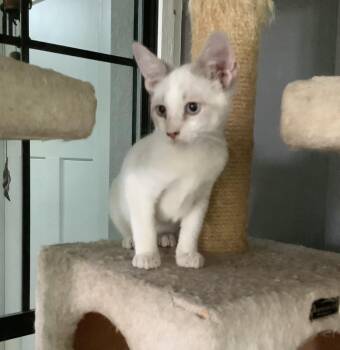 Rocko -  Siamese and American Shorthair Cat for Adoption in Austin, Texas - Rocko | PetCurious