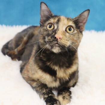 Rescue Domestic Short Hair Cats for Adoption in League City, Texas - Stormy | PetCurious