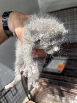 Domestic Short Hair Cats Available for Adoption in Houston, Texas - MINNESOTA | PetCurious