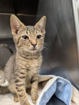 Enid -  Domestic Short Hair Cat for Adoption in Plymouth, Connecticut - Enid | PetCurious