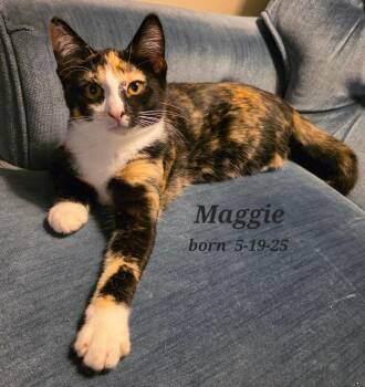 Rescue Tortoiseshell and Domestic Short Hair Cats for Adoption in Omaha, Nebraska - FFC00288 Maggie | PetCurious