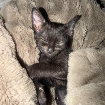 Maude -  Domestic Short Hair Cat for Adoption in Missouri City, Texas - Maude | PetCurious