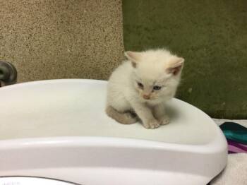 Domestic Short Hair Cats Available for Adoption in Riverside, California - WOOL | PetCurious