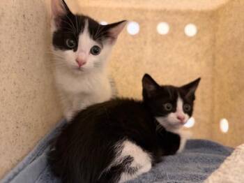 SANDERS -  Domestic Short Hair Cat for Adoption in Tustin, California - SANDERS | PetCurious