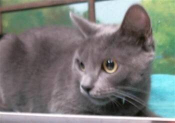 HANNA BOO -  Russian Blue and Domestic Short Hair Cat for Adoption in Houston, Texas - HANNA BOO | PetCurious