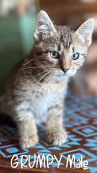 Grumpy -  Domestic Short Hair Cat for Adoption - Grumpy | PetCurious