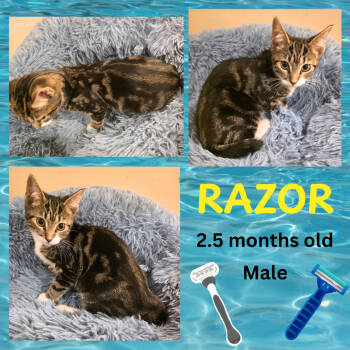 Rescue Domestic Short Hair Cats for Adoption in Jarrettsville, Maryland - Razor | PetCurious