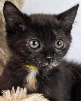 Rice -  Domestic Short Hair and Tortoiseshell Cat for Adoption in Kennesaw, Georgia - Rice | PetCurious