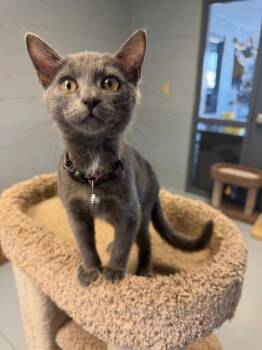 Blueberry -  Domestic Short Hair Cat for Adoption in Greenwood, Mississippi - Blueberry | PetCurious
