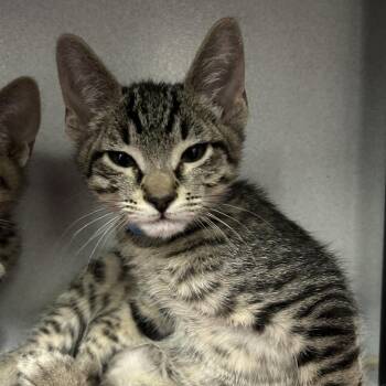 Domestic Short Hair Cats Available for Adoption in Dover, New Hampshire - Cannoli | PetCurious