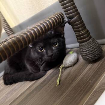 Bong -  Domestic Short Hair Cat for Adoption in Las Vegas, Nevada - Bong | PetCurious
