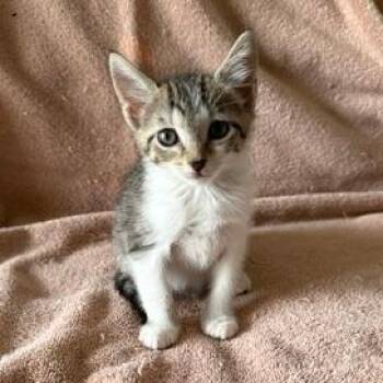 Baby -  Domestic Short Hair Cat for Adoption in Sunrise, Florida - Baby | PetCurious