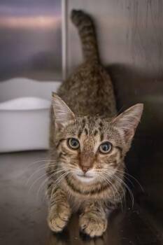 Jenson: Foster Please (FCID 6/16/26-506 Trainer) -  Tabby Cat for Adoption in Greenville, Delaware - Jenson: Foster Please (FCID 6/16/26-506 Trainer) | PetCurious