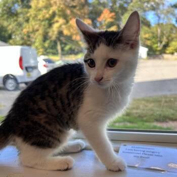 Aurora -  Domestic Short Hair Cat for Adoption in North Haven, Connecticut - Aurora | PetCurious