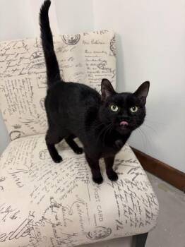 Domestic Short Hair Cats Available for Adoption in Grand Forks, North Dakota - ROSA | PetCurious