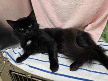 Alexander -  Domestic Medium Hair and Domestic Short Hair Cat for Adoption in Westland, Michigan - Alexander | PetCurious