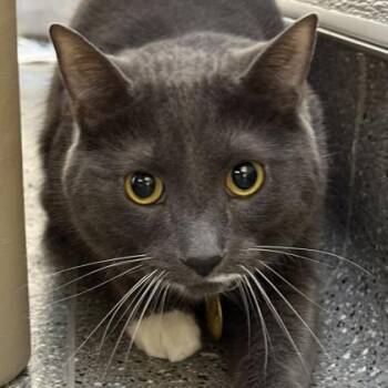 Rescue Domestic Short Hair Cats for Adoption in Lansing, Michigan - Zappy Zeus | PetCurious